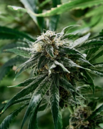 Hell's OG Feminized Cannabis Seed for sale