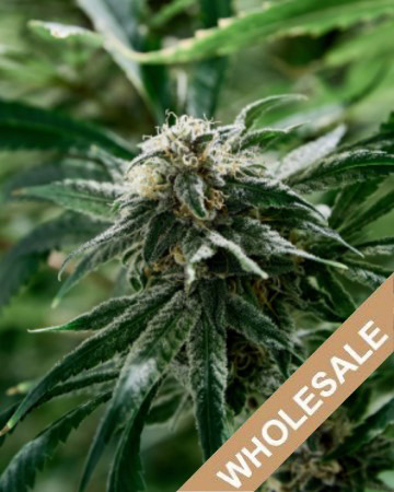 wholesale Hell's OG Feminized Cannabis Seed on sale