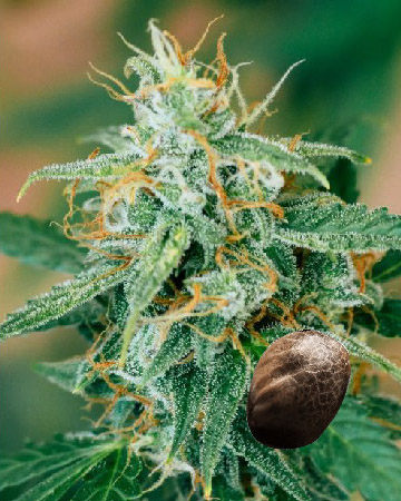 wholesale Hempstar Auto-Flowering Feminized Cannabis Seeds on sale