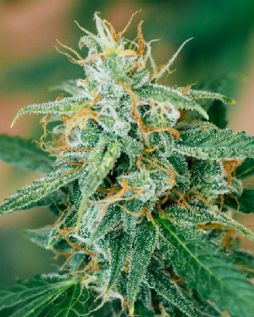 wholesale Hempstar Auto-Flowering Feminized Cannabis Seeds for sale