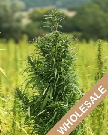 wholesale Hempstar Feminized Cannabis Seeds for sale