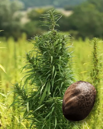 wholesale Hempstar Feminized Cannabis Seeds on sale