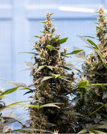 wholesale Hippie Crippler Feminized Cannabis Seed
