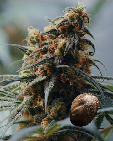 get wholesale Huckleberry Feminized Cannabis Seeds