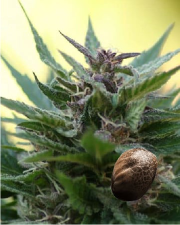 wholesale-Jedi-Kush-Auto-Flowering-Feminized-Cannabis-Seeds