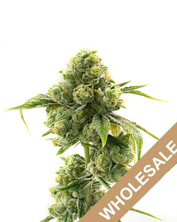 get wholesale Kryptonite Auto-Flowering Feminized Cannabis Seeds