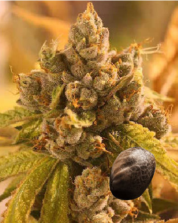 get wholesale Medibud Feminized Cannabis Seeds
