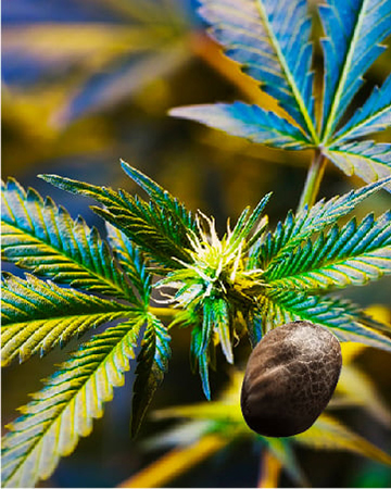 wholesale-Nuken-Auto-Flowering-Feminized-Cannabis-Seeds