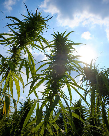 Wholesale Pineapple Feminized Cannabis Seeds for sale