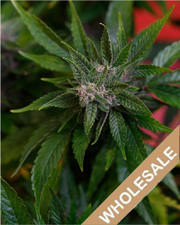 buy wholesale Platinum Bubba Kush Auto-Flowering Feminized Cannabis Seeds on sale