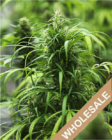 order wholesale Red Congolese Auto-Flowering Feminized Cannabis Seeds
