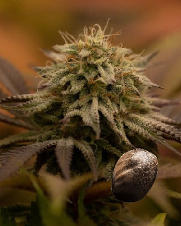 wholesale Romulan Feminized Cannabis Seeds for sale