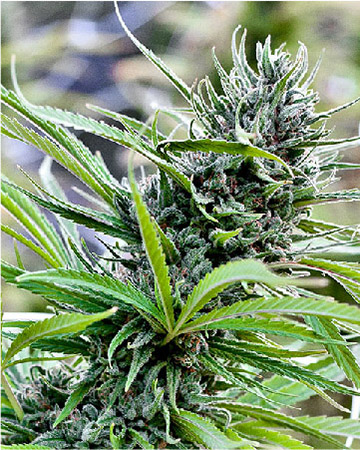wholesale Royal Kush Auto-Flowering Feminized Cannabis Seeds