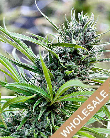 get wholesale Royal Kush Auto-Flowering Feminized Cannabis Seeds on sale