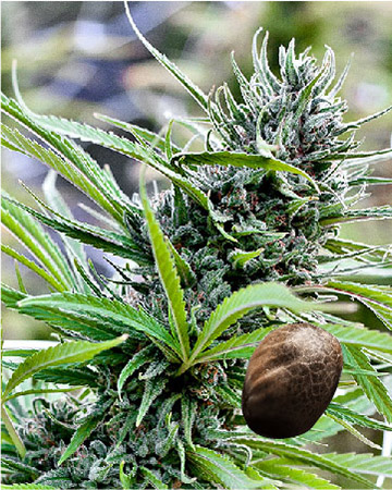 shop wholesale Royal Kush Auto-Flowering Feminized Cannabis Seeds on sale
