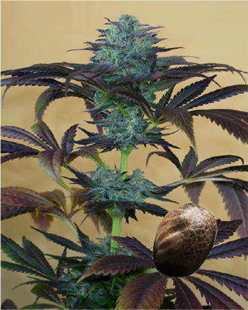 get wholesale Shiva Skunk Feminized Cannabis Seed