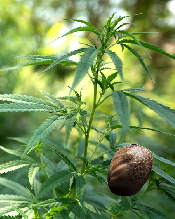 get wholesale Silver Haze Feminized Cannabis Seeds