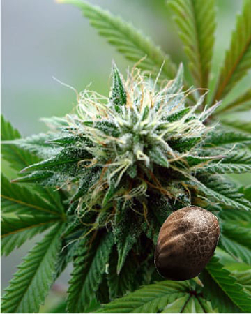wholesale-Tangilope-Feminized-Cannabis-Seeds-on-sale