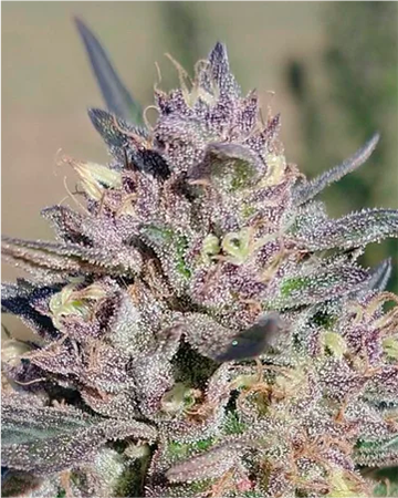 get wholesale Thin Mint GSC Auto-Flowering Feminized Cannabis Seeds on sale