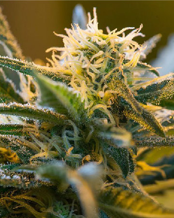 get wholesale Timewreck Feminized Cannabis Seeds