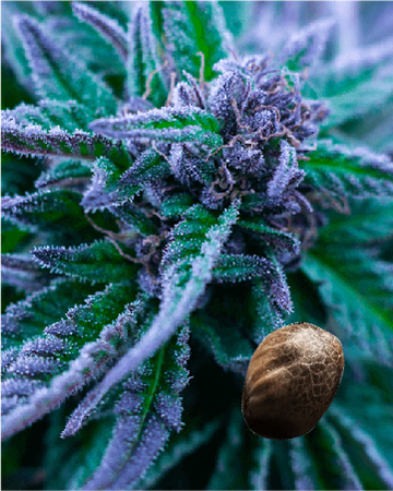 get wholesale White Russian Feminized Cannabis Seeds on sale