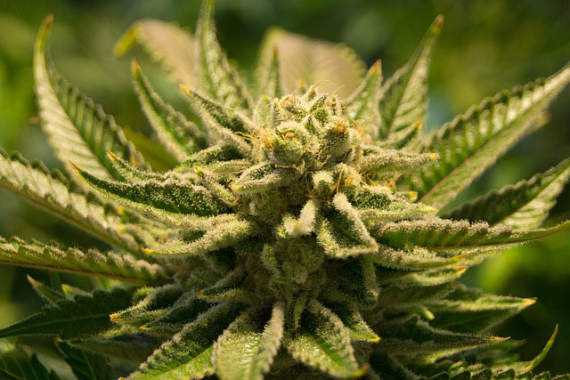 Fuzzy green cannabis plant
