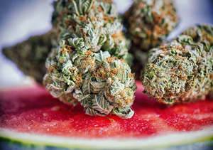 Bulk Autoflower Seeds Are Available
