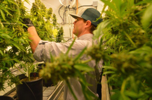 Buy Cannabis Seeds Maryland