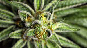 Buy Marijuana Seeds Nj