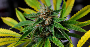 Cannabis Seeds Legal USA