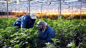 Cannabis Seeds Missouri Available