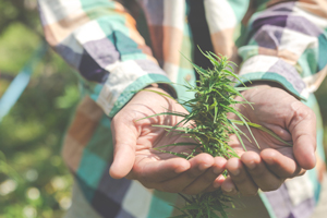 buy feminized marijuana seeds in Canberra