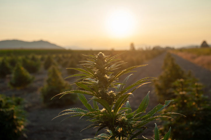 Cannabis plants in a field on against the sunset