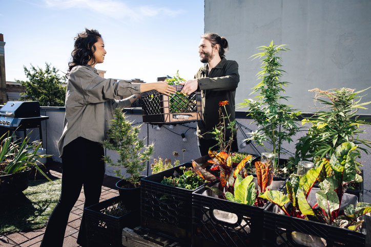 Young couple working on their outdoor cannabis garden
