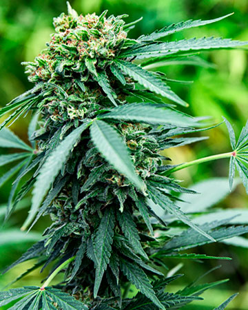 Jesus OG Auto-Flowering Feminized Cannabis Seeds for sale