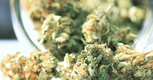 Marijuana Seeds For Sale Maryland
