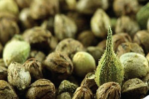 Marijuana Seeds For Sale Missouri Available
