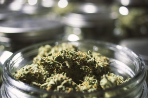 Marijuana Seeds For Sale New Jersey