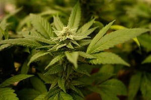 grow large marijuana plants in georgia