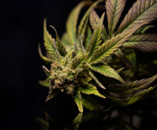 Cannabis plant against a black background