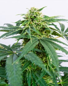 Shop-Premium-Jager-Autoflowering-Cannabis-Seeds