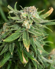 Shop-Premium-White-Gold-Autoflowering-Cannabis-Seeds