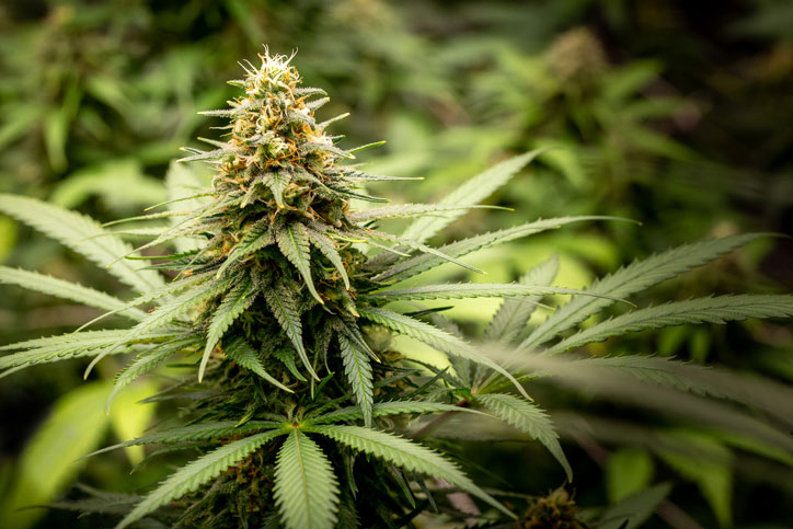 Medical marijuana cannabis plants