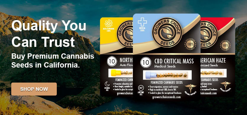 buy cannabis seeds in california