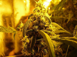 Try Some Marijuana Seeds in Montana