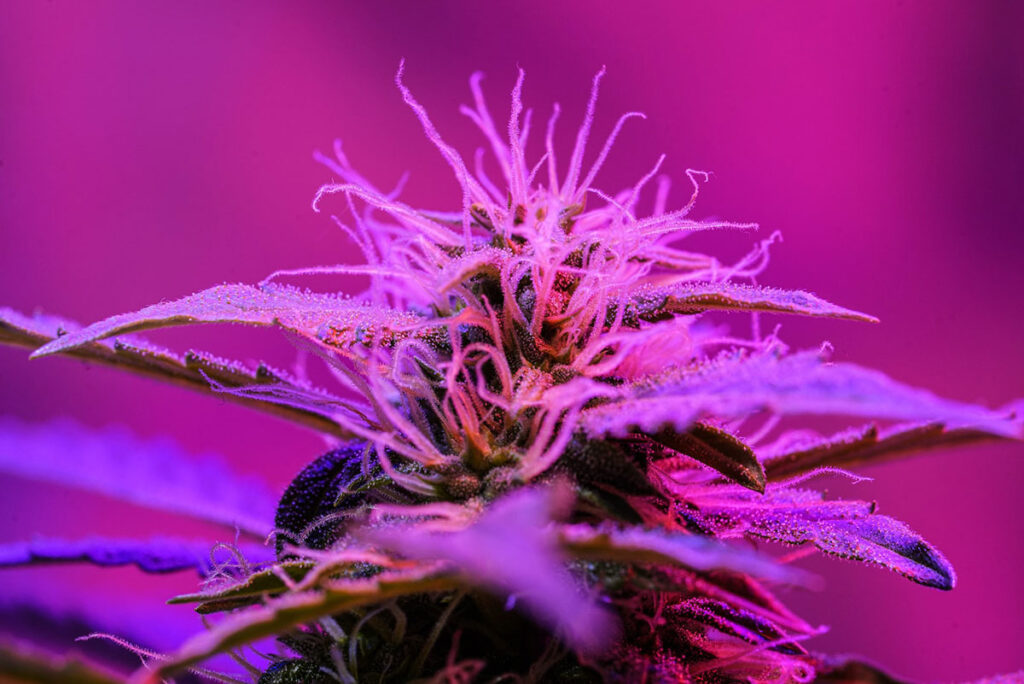 Cannabis plant growing under purple lights