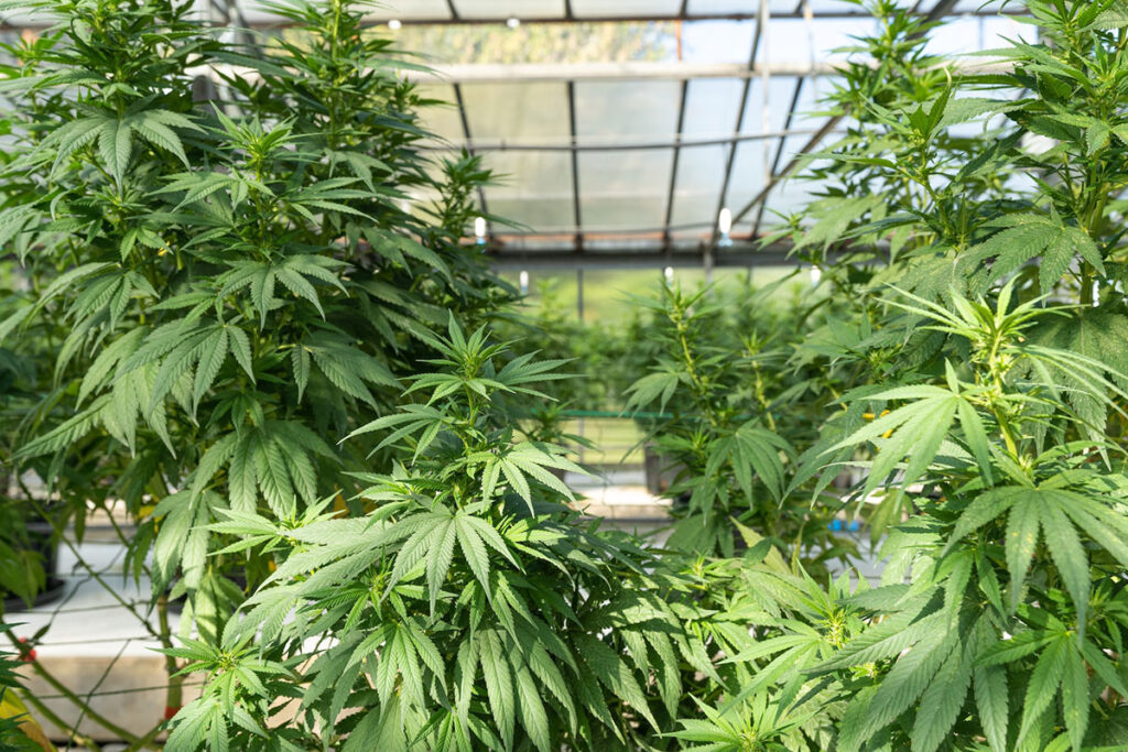 Green cannabis plants under a tent