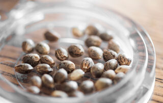 Cannabis seeds in a glass container