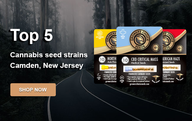 Top 5 Cannabis Seeds in Camden in 2023