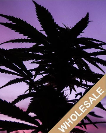 buy wholesale King Kong Feminized Cannabis Seeds